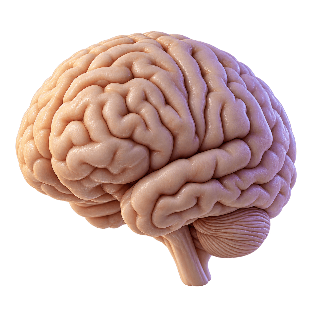 Realistic brain render used as a metaphor for connected company knowledge