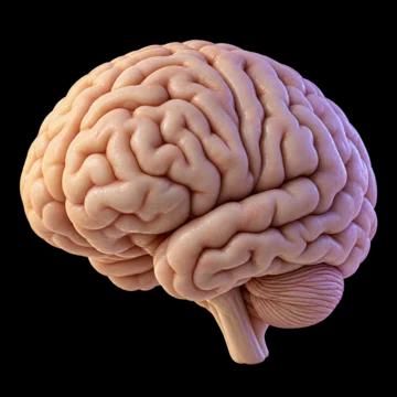 Realistic brain render used as a metaphor for connected company knowledge